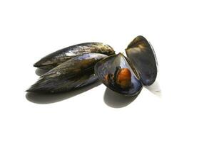 tre musslor isolerat på en vit bakgrund. musslor är perfekt i ett ändlös siffra av fisk recept, men de enklaste och mest traditionell i galicia är ångad musslor. foto