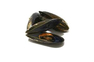 tre musslor isolerat på en vit bakgrund. musslor är perfekt i ett ändlös siffra av fisk recept, men de enklaste och mest traditionell i galicia är ångad musslor. foto