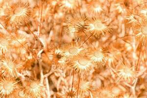 en fält av torr gräs med brun blommor foto