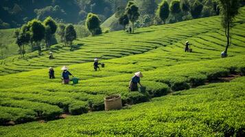 te plockning på de te plantage på de stad av mae salong norr av de stad chiang rai i norr thailand. generativ ai foto