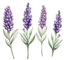 vattenfärg teckning, lavendel- blommor. realistisk illustration i årgång stil. ai genererad foto