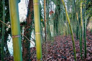 bambu träd i de skog foto