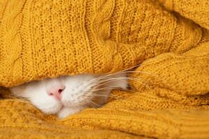 sömnig katt är framställning för en kall höst, vinter- foto