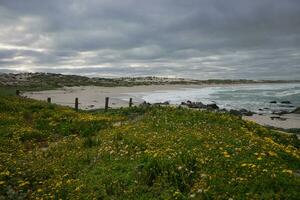 blommor på de strand foto