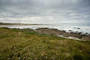 blommor på de strand foto