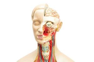 mänsklig hjärna modell av huvud anatomi för medicinsk Träning kurs, undervisning medicin utbildning. foto