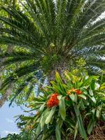 ön madeira i portugal foto