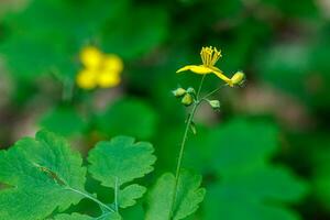 skön vår blommande äng av färsk blommor foto