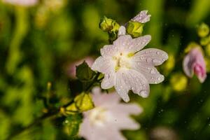 rosa fält färger med droppar och en spis samlar pollen foto