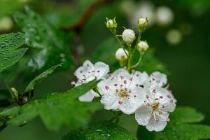 skön vår blomning liljor av de dal med droppar av blommor dagg foto