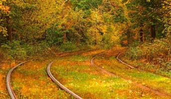 höst skog genom som ett gammal spårvagn rider ukraina foto