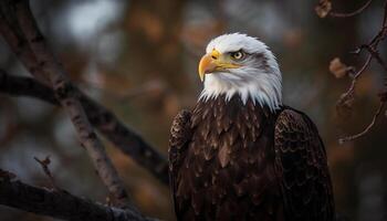 skallig Örn perching på gren, majestätisk symbol av amerikan frihet genererad förbi ai foto