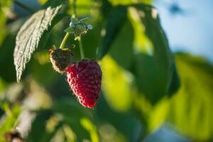 mogen röd hallon bär och grön löv. utsökt friska frukt. hallon buske. foto