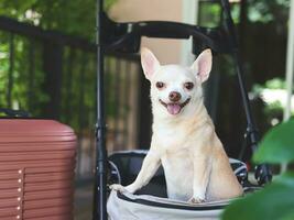 brun kort hår chihuahua hund stående i sällskapsdjur sittvagn med rosa resväska i de trädgård. leende lyckligt. Lycklig semester och reser med sällskapsdjur begrepp foto