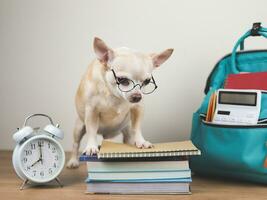 brun chihuahua hund bär öga glasögon, stående på stack av böcker med larm klocka 8 o klocka och skola ryggsäck på trä- golv och vit bakgrund. tillbaka till skola foto