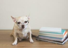 brun chihuahua hund bär öga glasögon, Sammanträde med stack av böcker på trä- golv och vit bakgrund. foto