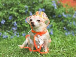 brun kort hår chihuahua hund bär regn täcka huva Sammanträde i de trädgård med grön och lila blommor bakgrund, ser bort. foto