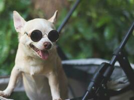 brun kort hår chihuahua hund bär solglasögon, stående i sällskapsdjur sittvagn i de trädgård med grön växt bakgrund. leende lyckligt. foto