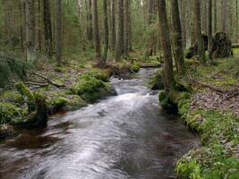 lindning flod flöden bland stor grön stenblock, skog landskap foto