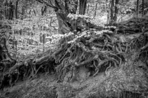 gammal träd med stor rötter ovan de jord i de skog. svart och vit foto