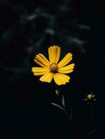 ai generativ enda gul blomma i en mörk foto