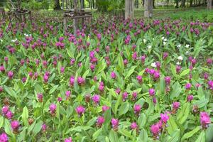 siam tulpan blommor i full blomma i en bangkok parkera, thailand foto