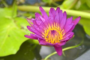 lotus blomning i vatten trädgård bangkok thailand foto