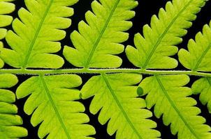 gröna bladstruktur och bladfiber, bakgrund av gröna blad. foto
