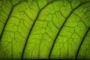 gröna bladstruktur och bladfiber, tapeter i detalj av gröna blad foto