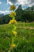 parkera naturel regional des vulkaner d'auvergne foto