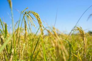 risfält gyllene ris gård bakgrund