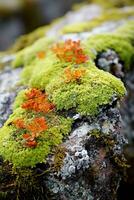 stänga upp av färgrik lavar växande på en sten i de tundra. olika nyanser av grön, gul, orange, och röd, och de kontrast vackert med de grå sten. foto