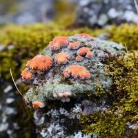 stänga upp av färgrik lavar växande på en sten i de tundra. olika nyanser av grön, gul, orange, och röd, och de kontrast vackert med de grå sten. foto