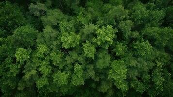 skog över huvudet träd gräns topp se ai genererad foto