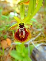 blomma blomma närbild natur bakgrund utskrifter foto