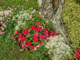 blommor på de stad av papenburg foto