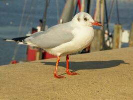 ön spiekeroog foto