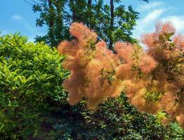 cotinus coggygria, rhus cotinus, smoketree, rök träd, rök buske, eller färgare sumach är en arter av blommande växt. naturlig grön och rosa blomma bakgrund foto