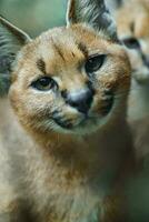 porträtt av caracal i Zoo foto