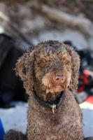 brun hund porträtt makro lagotto romagnolo tryffeljägare Kreta Grekland foto