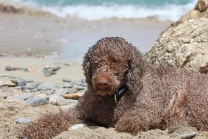 lagotto romagnolo kserokampos beach creta island sommar covid-19 foto