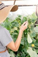 vacker ung kvinna som skördar färska gurkor i växthuset