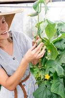 vacker ung kvinna som skördar färska gurkor i växthuset