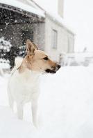 vacker blandras hund leker i snön foto