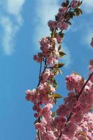 körsbärsblommor på träd närbild sommarbakgrund högkvalitativt tryck foto