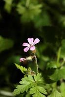 vild violett blomma geranium robertianum familj geraniaceae modern foto