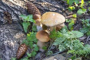 ätliga svampar växer i skogen nära granen med kottar foto