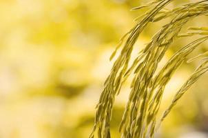 ris och risfrön i gården, ekologiskt risfält och jordbruk.