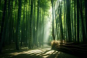 ljus solljus filtrering genom bambu skog ai generativ foto