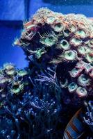 undervattensbild av havsväxter och alger i havet